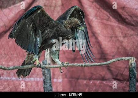 Un véritable aigle ou chrysaetos en captivité à l'intérieur d'un grand Cage iBird symbole du drapeau mexicain Banque D'Images