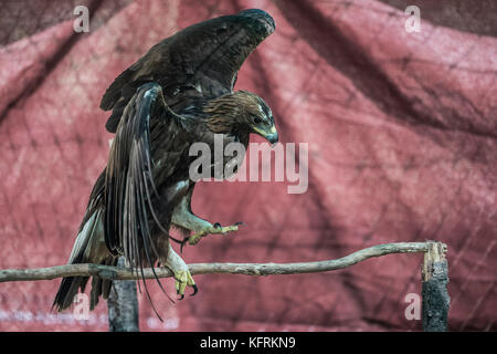 Un véritable aigle ou chrysaetos en captivité à l'intérieur d'un grand Cage iBird symbole du drapeau mexicain Banque D'Images