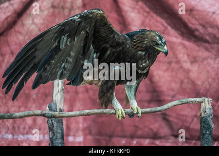 Un véritable aigle ou chrysaetos en captivité à l'intérieur d'un grand Cage iBird symbole du drapeau mexicain Banque D'Images