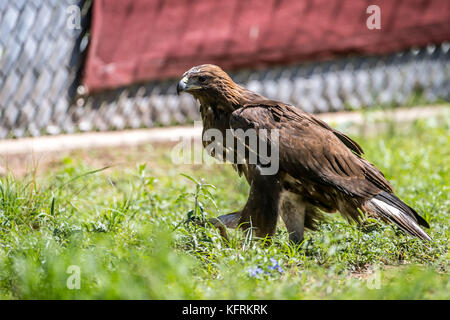 Un véritable aigle ou chrysaetos en captivité à l'intérieur d'un grand Cage iBird symbole du drapeau mexicain Banque D'Images