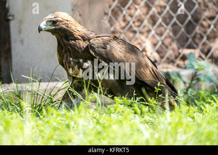 Un véritable aigle ou chrysaetos en captivité à l'intérieur d'un grand Cage iBird symbole du drapeau mexicain Banque D'Images