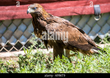 Un véritable aigle ou chrysaetos en captivité à l'intérieur d'un grand Cage iBird symbole du drapeau mexicain Banque D'Images