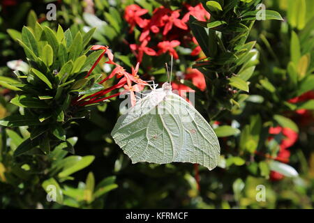 Angle blanc (soufre Parabuteo), Restaurante Turín Costa Rica, province de Guanacaste, Costa Rica, Amérique Centrale Banque D'Images