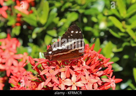 Peacock bagués (Anartia fatima), Restaurante Turín Costa Rica, province de Guanacaste, Costa Rica, Amérique Centrale Banque D'Images