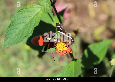 Petit facteur (Heliconius erato) et bagués Peacock (Anartia fatima), Alajuela, Alajuela province, Costa Rica, Central Highlands, l'Amérique centrale Banque D'Images