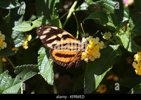 Tiger (Sésie Mechanitis polymnia), Pilas, Alajuela, Alajuela province, hauts plateaux du centre, le Costa Rica, Amérique Centrale Banque D'Images