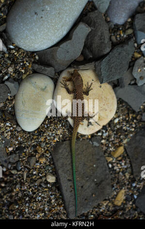 Un petit lézard tacheté brun vert avec queue, couché sur la mer de cailloux, macro, close-up Banque D'Images