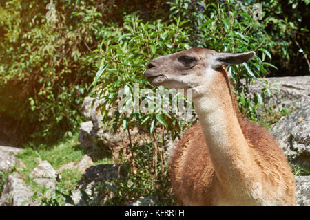 Lama marron tête d'animal dans la nature. joli animal lama domestique Banque D'Images