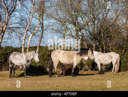 La prise d'un groupe de chevaux à hatchet étang dans la new forest, Hampshire, Royaume-Uni. Banque D'Images