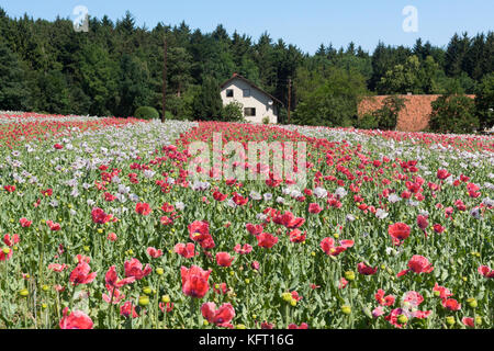 Coquelicots rouges et blanches plantées dans les lignes symbolisant le drapeau de l'Autriche, Basse Autriche Banque D'Images