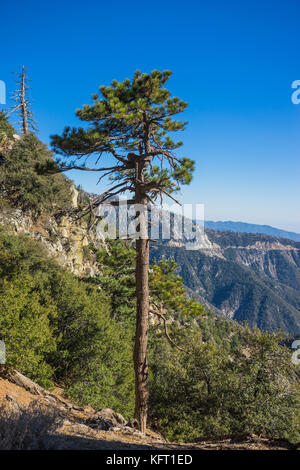 Grande demeure d'un pin est à côté de la bordure de la falaise de la national forest. Banque D'Images