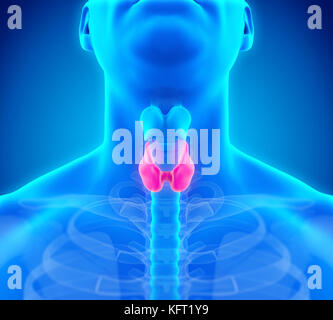 Illustration de l'anatomie de la glande thyroïde humaine Banque D'Images