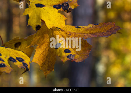 Fermer en jaune feuille d'érable de bug ou de virus dans le jardin, plantes, maladies et pucerons, insectes plantes cigales. Banque D'Images