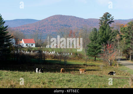 Une scène rurale de pâturage, pâturage des vaches, un cimetière et montagnes au loin dans les régions rurales de Moretown, Vermont, Etats-Unis Banque D'Images