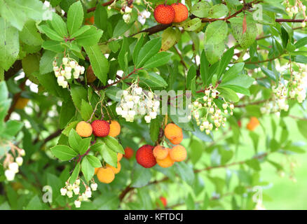 Les fleurs blanchâtres et le mûrissement des fruits d'un arbre aux fraises (Arbutus unedo). Winchester, Hampshire, Royaume-Uni. Banque D'Images