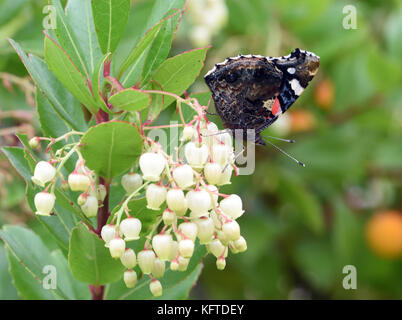 Un papillon Vulcain (Vanessa atalanta) aspire le nectar des fleurs en forme de cloche blanchâtre d'un arbre aux fraises (Arbutus unedo). Winchester, Hampshi Banque D'Images