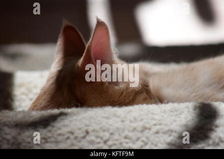 Kitty Cat sleeping on the stairs Banque D'Images