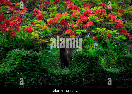 Royal Poinciana avec des fleurs rouges. Jardin botanique tropical national. Kauai, Hawaï Banque D'Images