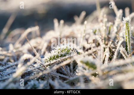 L'herbe verte dans le froid Banque D'Images