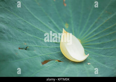 Pétales de lotus blanc sont naturellement sur les feuilles flétries. Banque D'Images