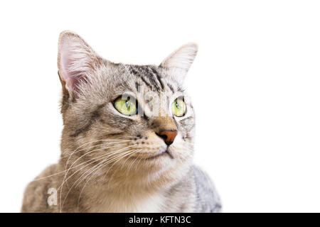 American Shorthair chat avec des yeux jaunes et assis à quelque chose sur le caractère isolé de l'arrière-plan blanc. cat woman (American Shorthair cat). Banque D'Images