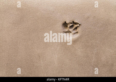 L'empreinte de patte de chien ou de chat sur le plancher de ciment humide arrière-plan. Banque D'Images