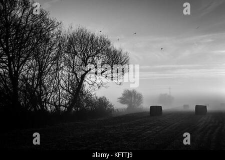 Soir brumeux dans la campagne anglaise avec des balles de foin Banque D'Images