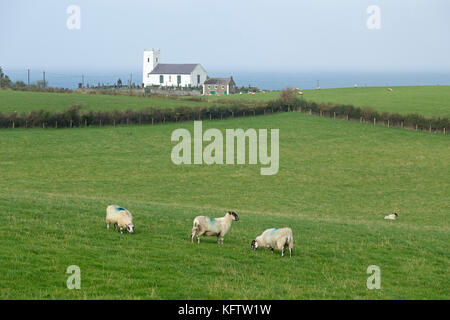 Moutons en face de l'église, Ballintoy, co Antrim, en Irlande du Nord Banque D'Images