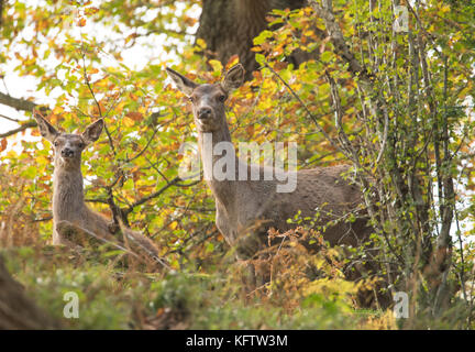 Red Deer hinds sur l'alerte dans les bois, le Pays de Galles, Royaume-Uni. Banque D'Images
