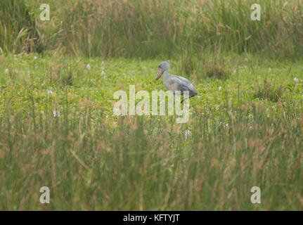 Shoebill stork dans son habitat de terres humides, Murchison Falls National Park, de l'Ouganda. Banque D'Images