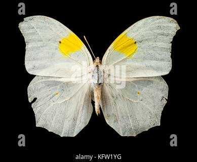 Parabuteo (blanc) Angled-Sulfur papillon tropical de la région Sapucay du Paraguay, en Amérique du Sud Banque D'Images