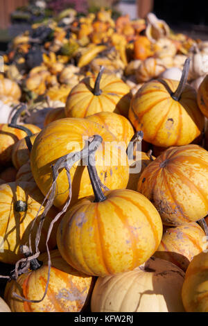 Marché à la ferme. citrouilles la récolte. Banque D'Images