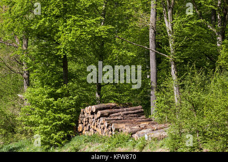 Alter Holzpolter im Wald Banque D'Images