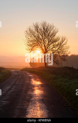 Silhouette arbre et route de campagne au lever du soleil en automne. NR Chadlington, Oxfordshire, Cotswolds, Angleterre Banque D'Images