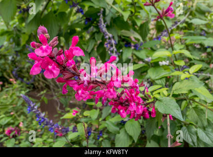 Roseleaf sauge (salvia involucrata) dans le château de Trauttmansdorff, Merano, Tyrol du sud, Italie, Europe Banque D'Images