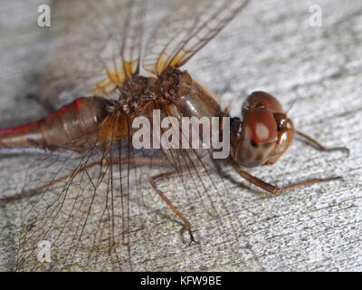 Automne meadowhawk (♀ Sympetrum vicinum) assis sur une surface en bois Banque D'Images