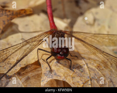 L'automne (Sympetrum vicinum meadowhawk) assis sur une feuille jaune tombé Banque D'Images