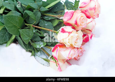 Sur la neige un bouquet de roses roses et blancs. Photo de référence. Banque D'Images