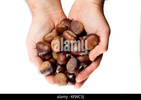 Les châtaignes comestibles - un sac de marrons frais, crus tenue en mains - solitaires Banque D'Images