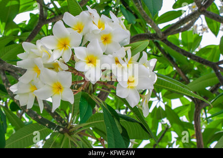 Sur l'arbre plumeria plumeria (frangipanier fleurs tropicales. Banque D'Images