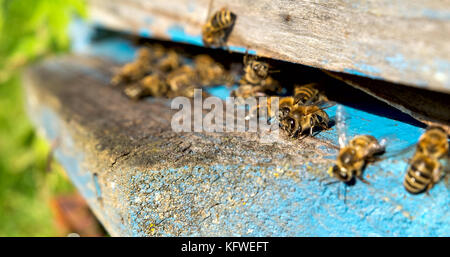 La vie des abeilles Les abeilles du miel apportent. Banque D'Images