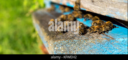 La vie des abeilles Les abeilles du miel apportent. Banque D'Images