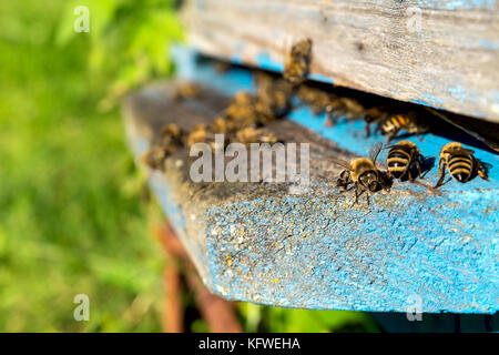 La vie des abeilles Les abeilles du miel apportent. Banque D'Images