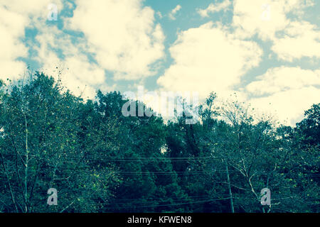 Arbres et nuages Banque D'Images