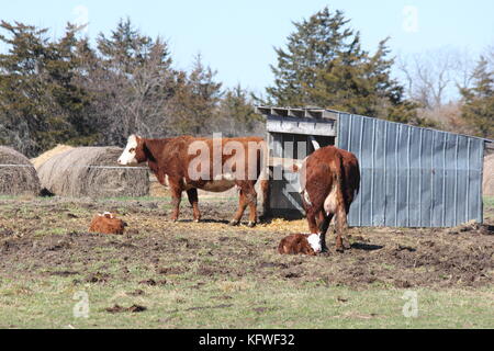 Hereford vaches et veaux dans une petite zone d'attente ci-joint Banque D'Images