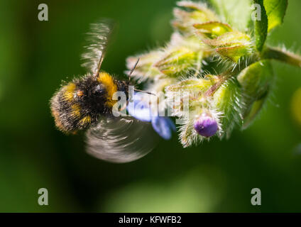 Un plan macro sur un bourdon en vol stationnaire la collecte du pollen d'une fleur vert orcanette. Banque D'Images