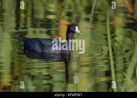 Foulque d'nage dans le marais avec des reflets dans l'eau Banque D'Images