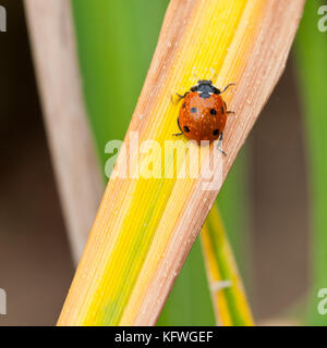 Une coccinelle fait son chemin d'une tige de feuilles en décomposition. Banque D'Images