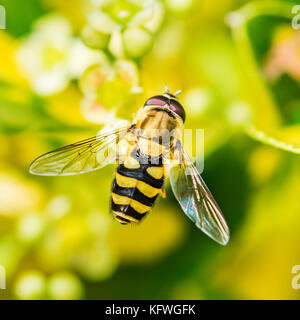 Un plan macro sur un hoverfly assis dans les feuilles d'une haie de troènes. Banque D'Images