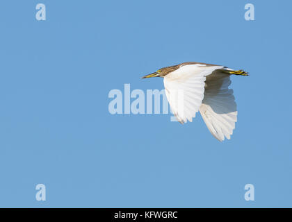 Indian Pond heron en vol sur fond de ciel bleu. Banque D'Images